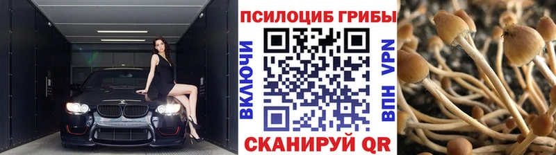 Галлюциногенные грибы Psilocybe Ярцево